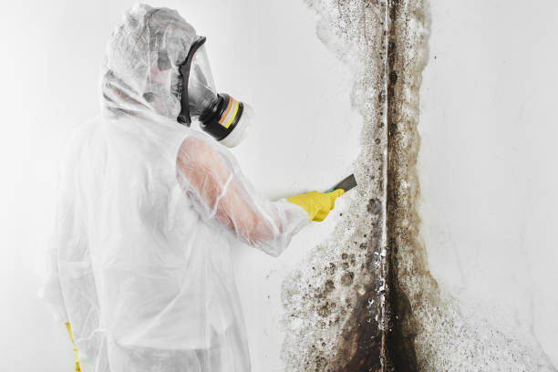 Best Attic Mold Removal  in Granby, CO