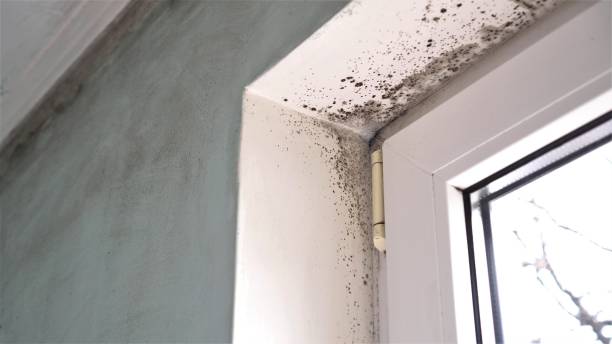 Best Toxic Mold Removal  in Granby, CO