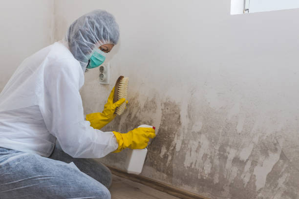 Best Mold Testing and Removal  in Granby, CO