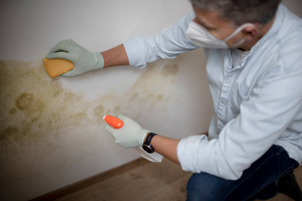 Best Professional Mold Removal  in Granby, CO