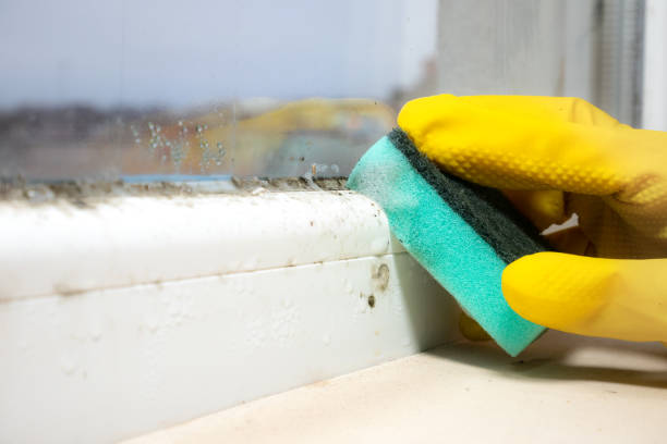 Best Fast Mold Removal  in Granby, CO