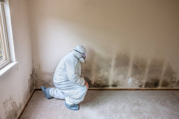 Best Mold Removal Process  in Granby, CO