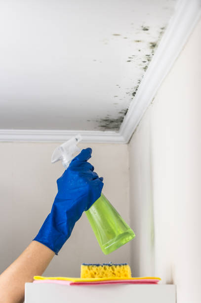 Best Commercial Mold Removal  in Granby, CO